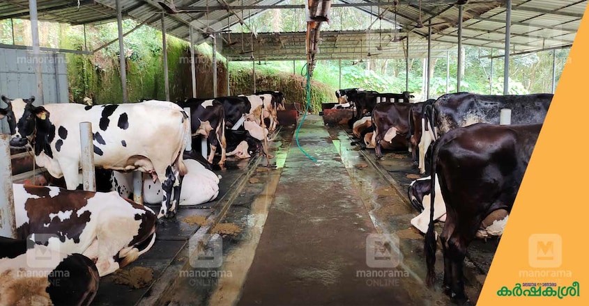 dairy-farm-biju-3 dairy-farm-biju-3