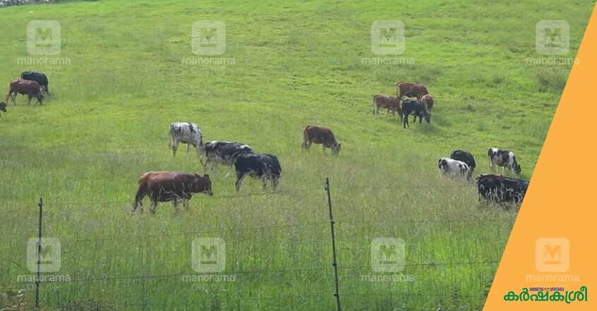 mattupetty-farm-1 mattupetty-farm-1