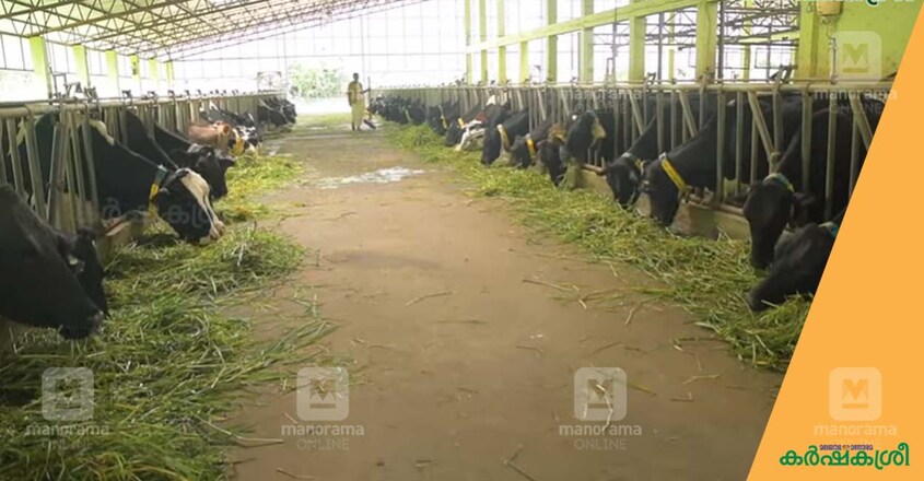 mattupetty-farm-5 mattupetty-farm-5