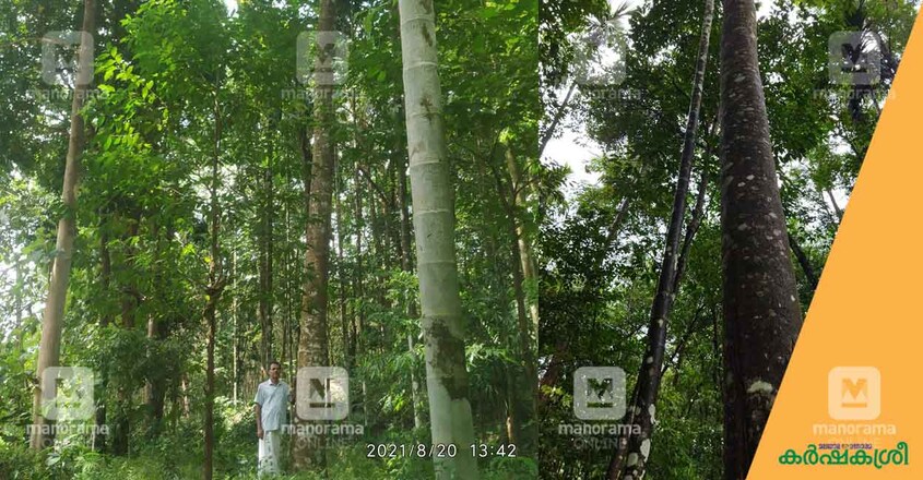 agarwood-1 agarwood-1