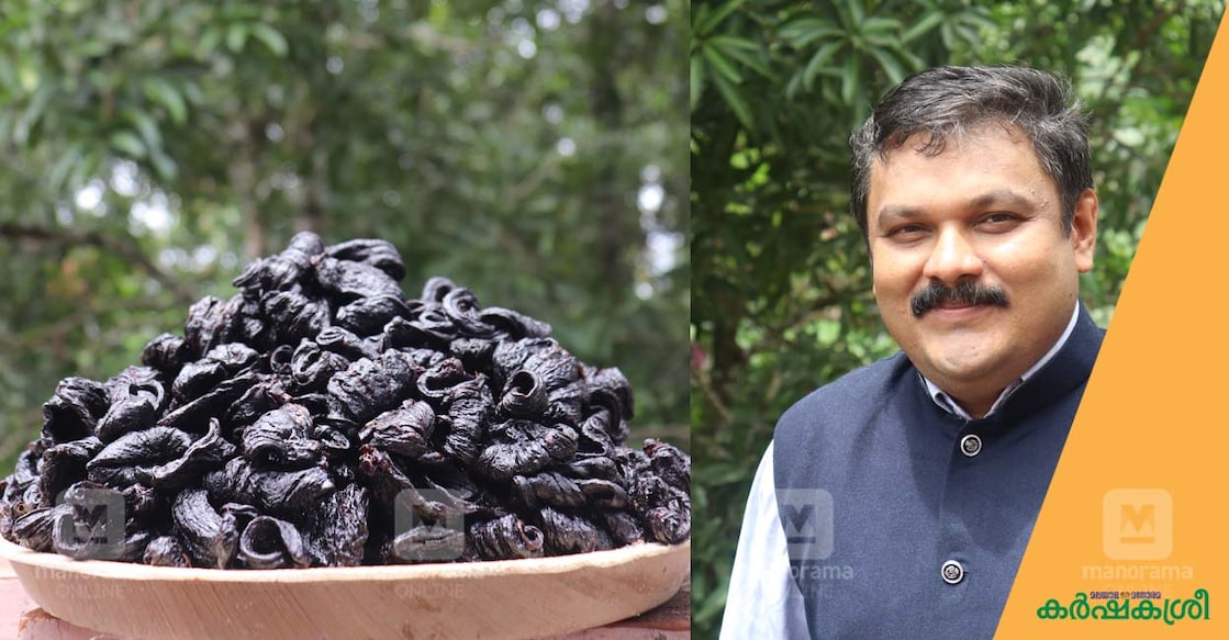 kudampuli-1 kudampuli-1