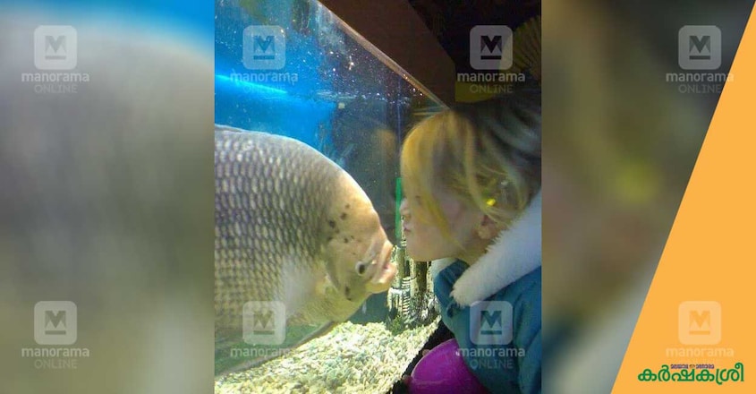 giant-gourami--2 giant-gourami--2