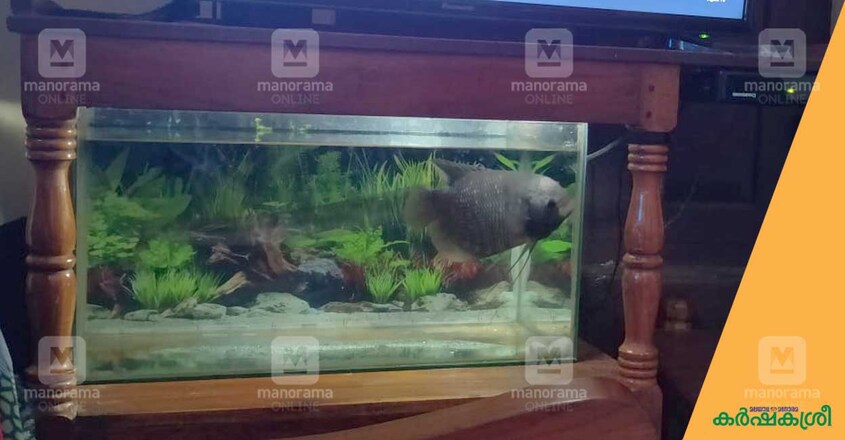 giant-gourami--3 giant-gourami--3