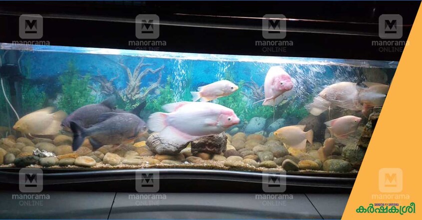 giant-gourami-1 giant-gourami-1