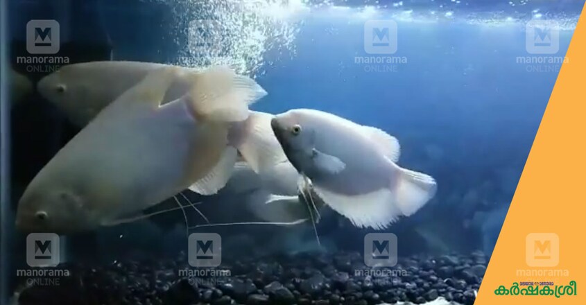 giant-gourami giant-gourami