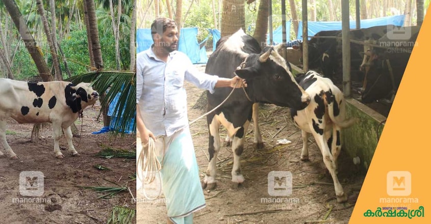 dairy-farm-lakshadweep-1 dairy-farm-lakshadweep-1