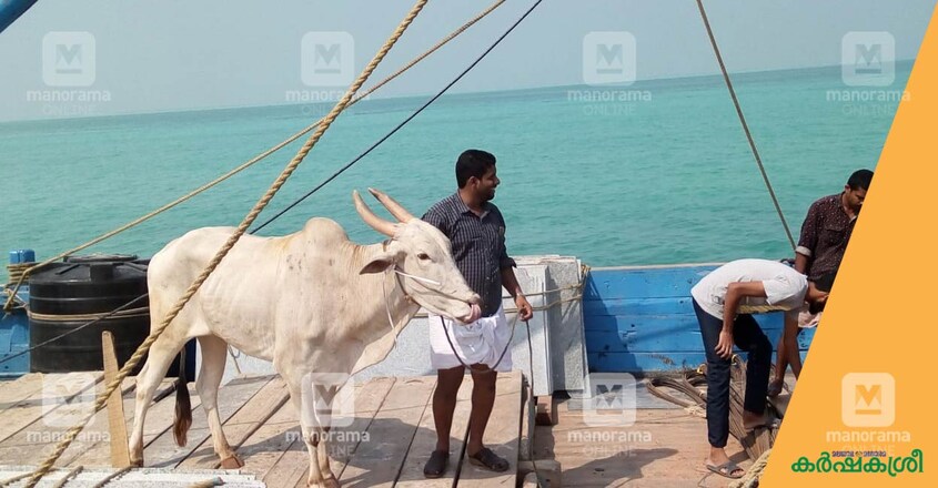 dairy-farm-lakshadweep-3 dairy-farm-lakshadweep-3