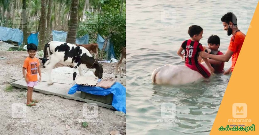 dairy-farm-lakshadweep-6 dairy-farm-lakshadweep-6