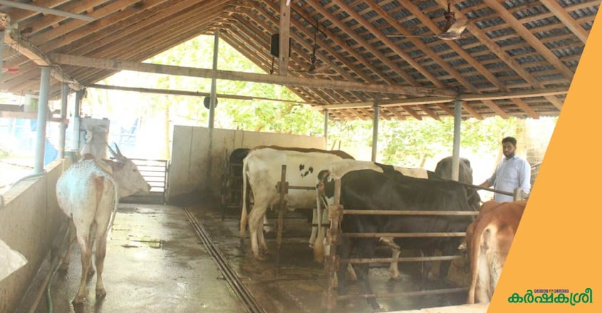dairy-farm-lakshadweep dairy-farm-lakshadweep