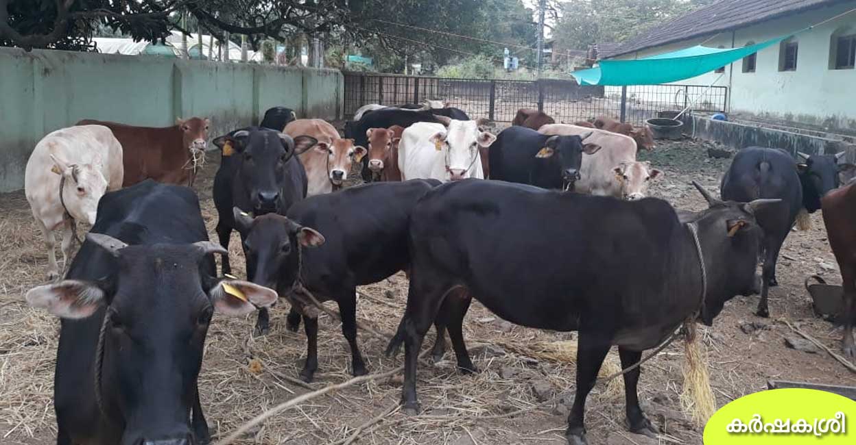 തിരുവിതാംകൂർ രാജാവിന്റെ വൈദ്യൻ കൊട്ടാരത്തിലേക്കു നിർദേശിച്ച പശു; നാട
