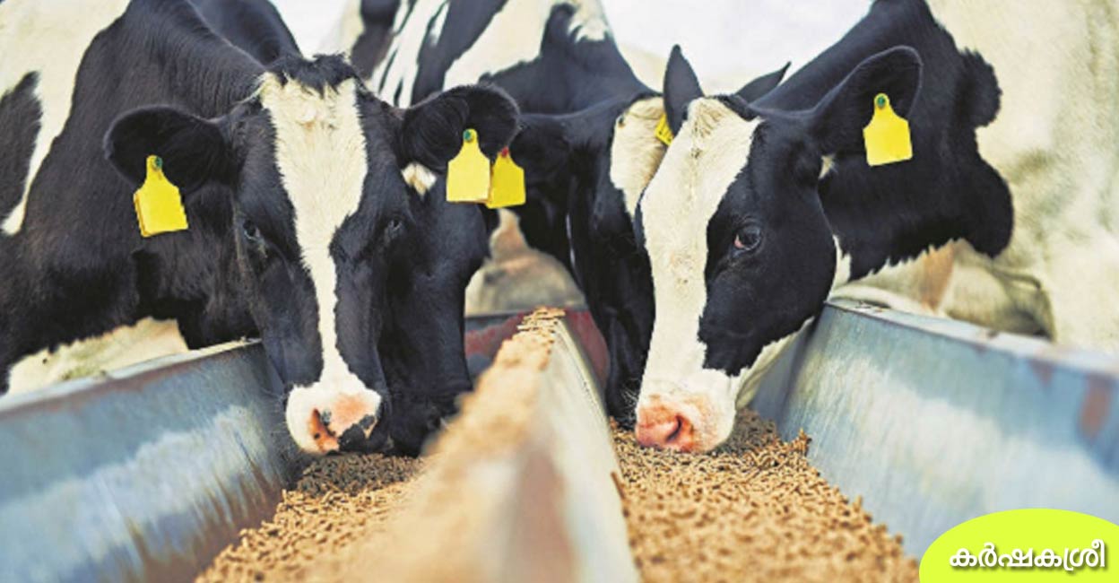 പാൽവില കൂട്ടുമെന്ന് വാഗ്ദാനം മാത്രം കാലിത്തീറ്റവില കൂട്ടി കർഷകരെ