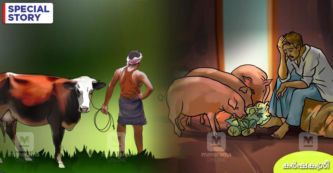 animal-husbandry-farming-sector animal-husbandry-farming-sector