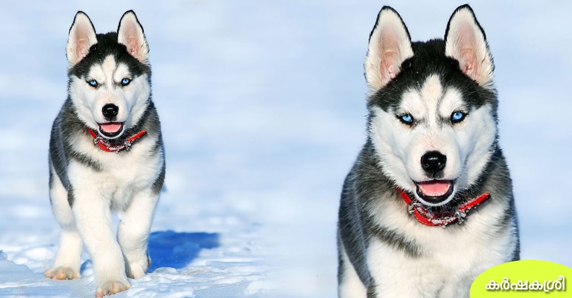 husky-3