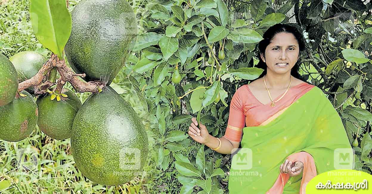 ഒരു മരത്തിൽനിന്നു 30,000 രൂപ കേരളത്തിലാദ്യമായി പൂവിട്ടുതുടങ്ങിയ അവ്ക്കാഡോ തോട്ടത്തിലെ വിശേഷങ്ങ