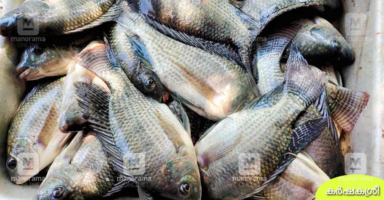 നല്ല ഇറച്ചിയും പെടയ്ക്കണ മീനും മുന്‍പിലുണ്ടെങ്കലും മലയാളിക്കു പഥ്യം ...
