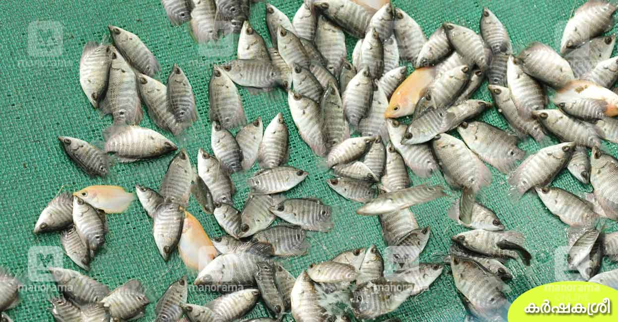 How we can do red tilapia farming? It has a good demand in ornamental  segment also. - YouTube