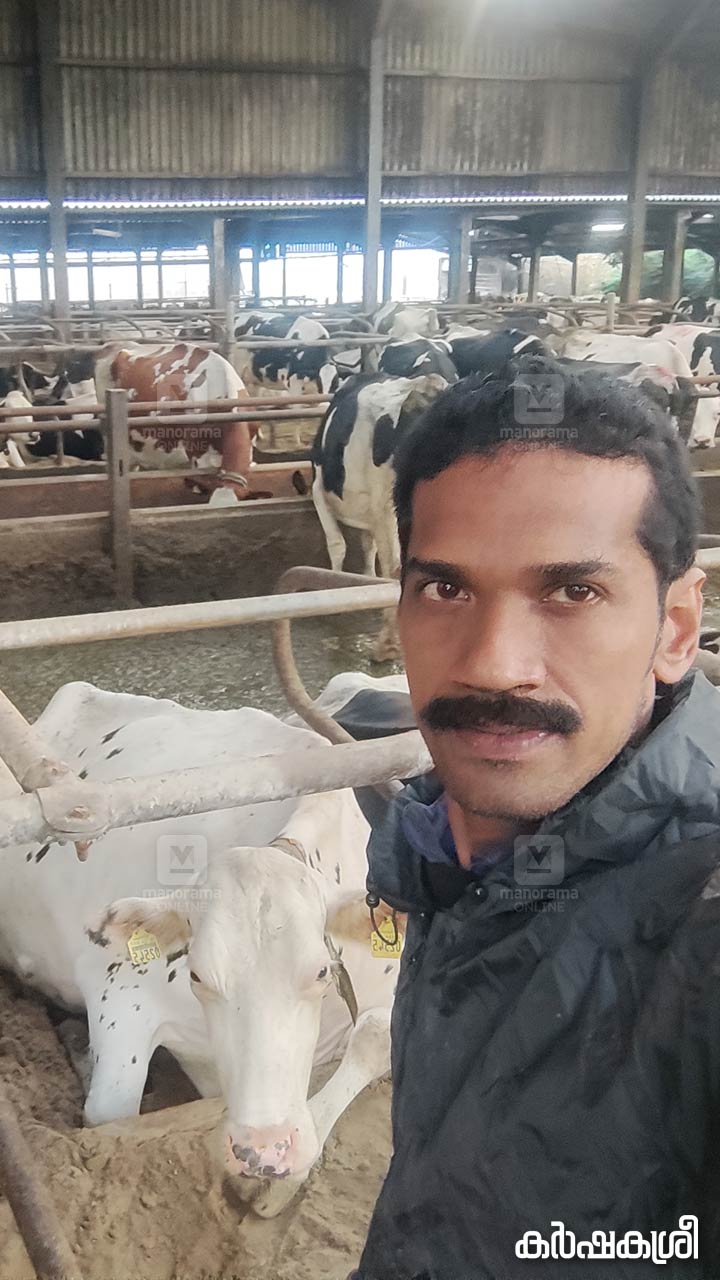 1200 പശുക്കളും നാലു ജീവനക്കാരും യുകെയിലെ ഡെയറിഫാമില്‍ ജോലിക്കു പോയ