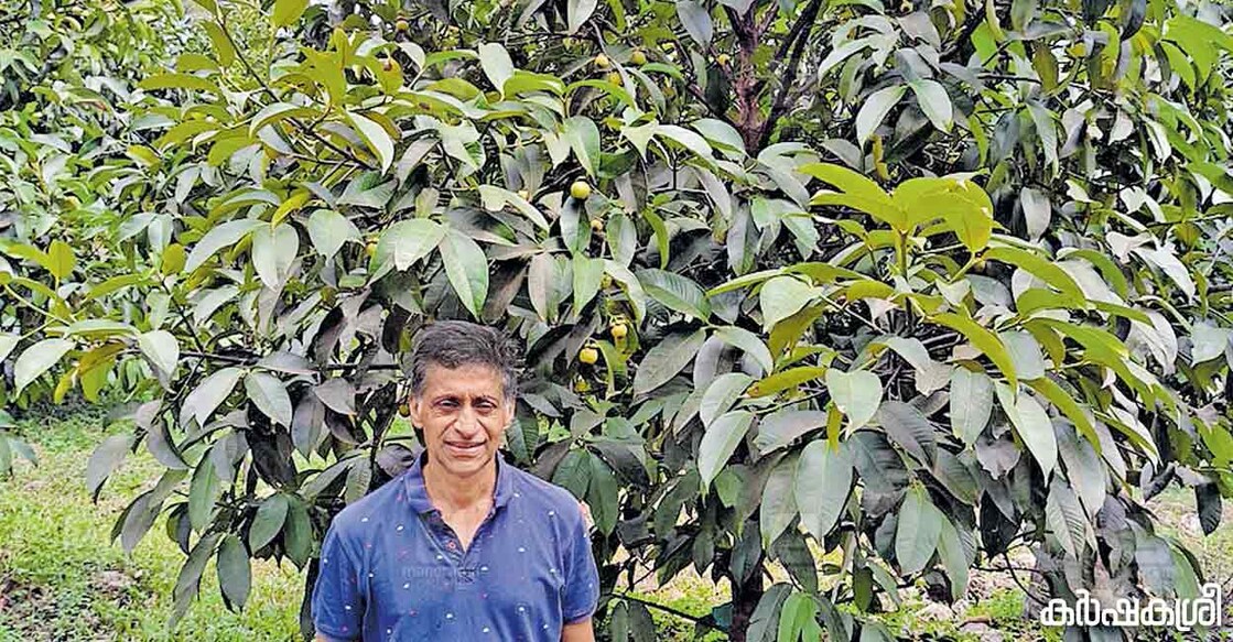 അഹമ്മദ് മാംഗോസ്റ്റീൻ തോട്ടത്തിൽ. 