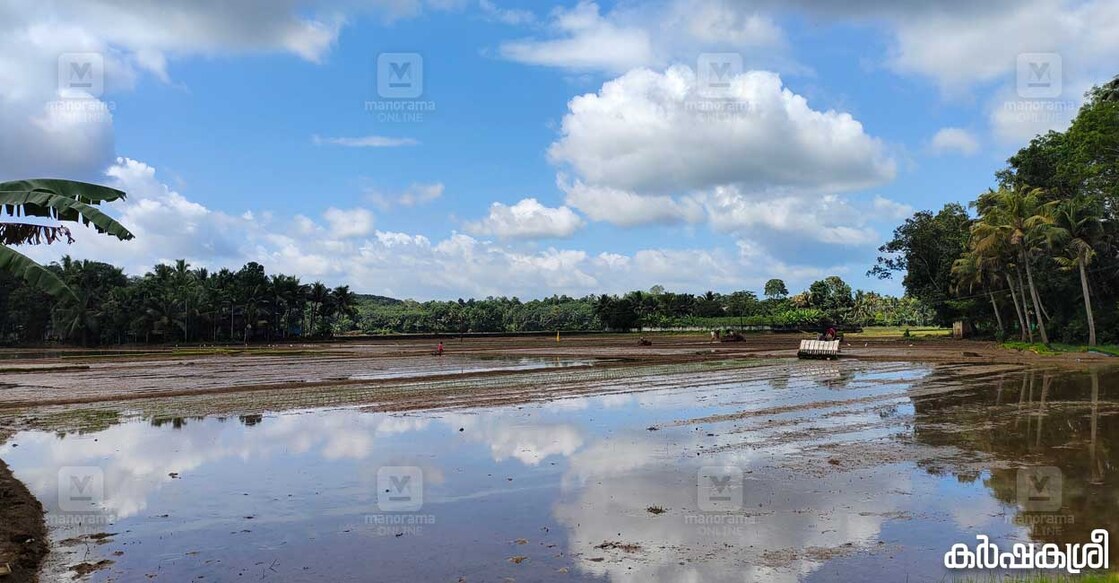 paddy-karshakasree നെൽപ്പാടം. ചിത്രം. കർഷകശ്രീ