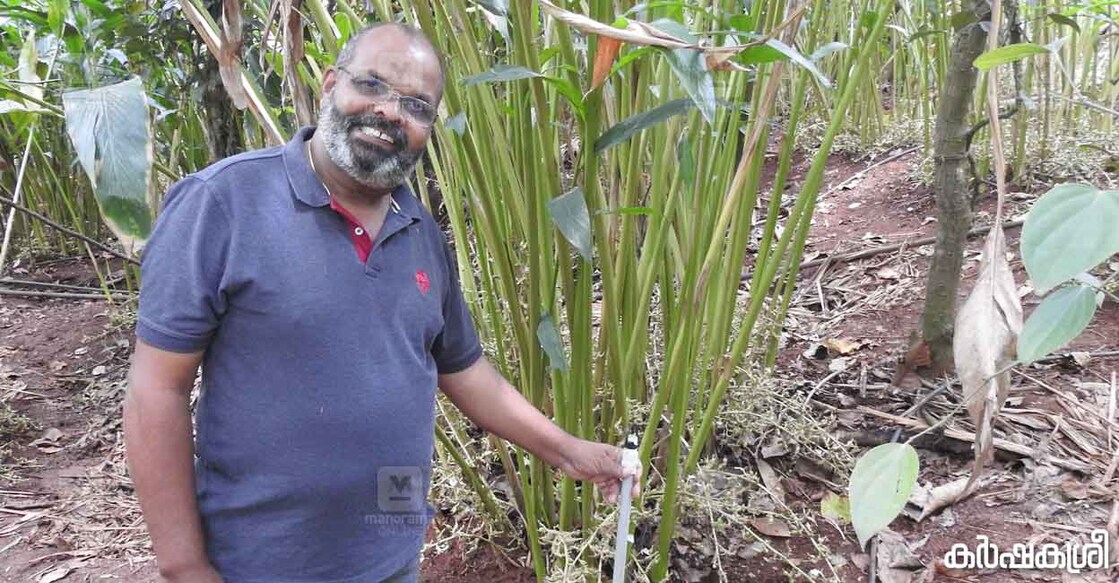 ajith-kumar-2 അജിത് കുമാർ ഏലത്തോട്ടത്തിൽ (ചിത്രം∙കർഷകശ്രീ)