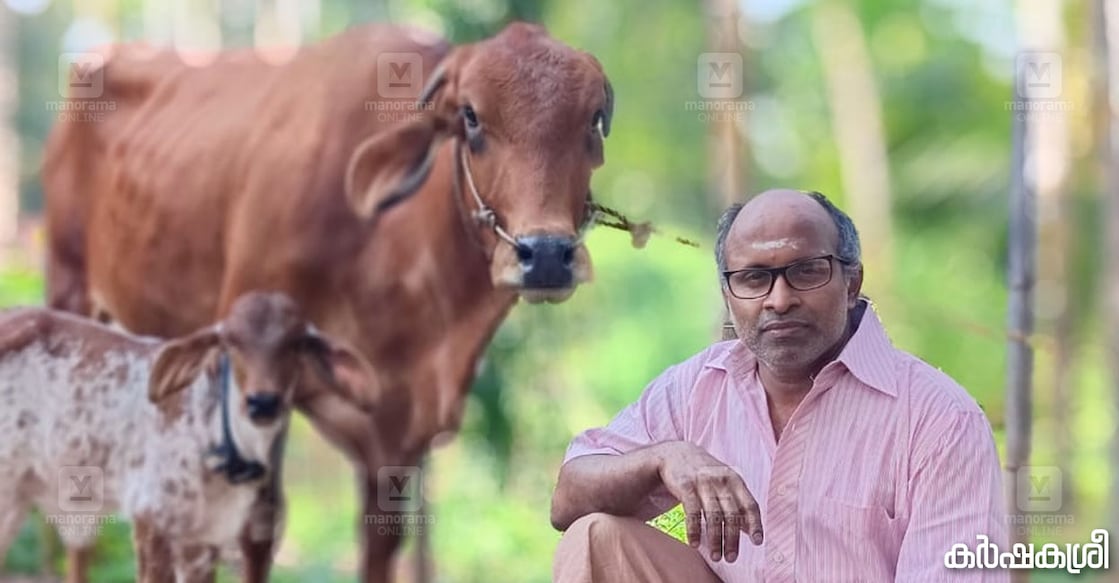 dairy-padmanabhan-1 പത്മനാഭൻ പശുക്കൾക്കൊപ്പം