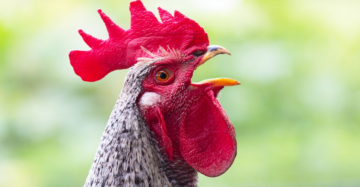 കോഴിയെ എങ്ങനെ നിർവചിക്കണം? പക്ഷിയെന്നു കരുതണോ? അതോ മൃഗം എന്നു വിളിക്കണോ? Is a chicken a bird