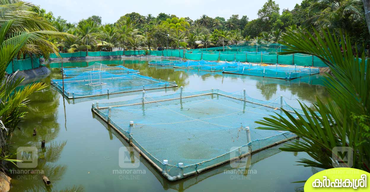 കണ്ടുപഠിക്കാം, കളിച്ചു നടക്കാം, കരിമീൻഫാമിൽ കാഴ്ചയുമേറെ Vaikom Fish