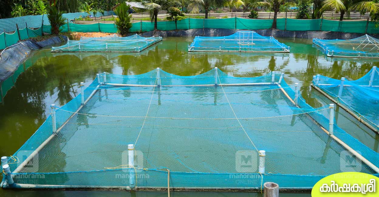 കണ്ടുപഠിക്കാം, കളിച്ചു നടക്കാം, കരിമീൻഫാമിൽ കാഴ്ചയുമേറെ Vaikom Fish
