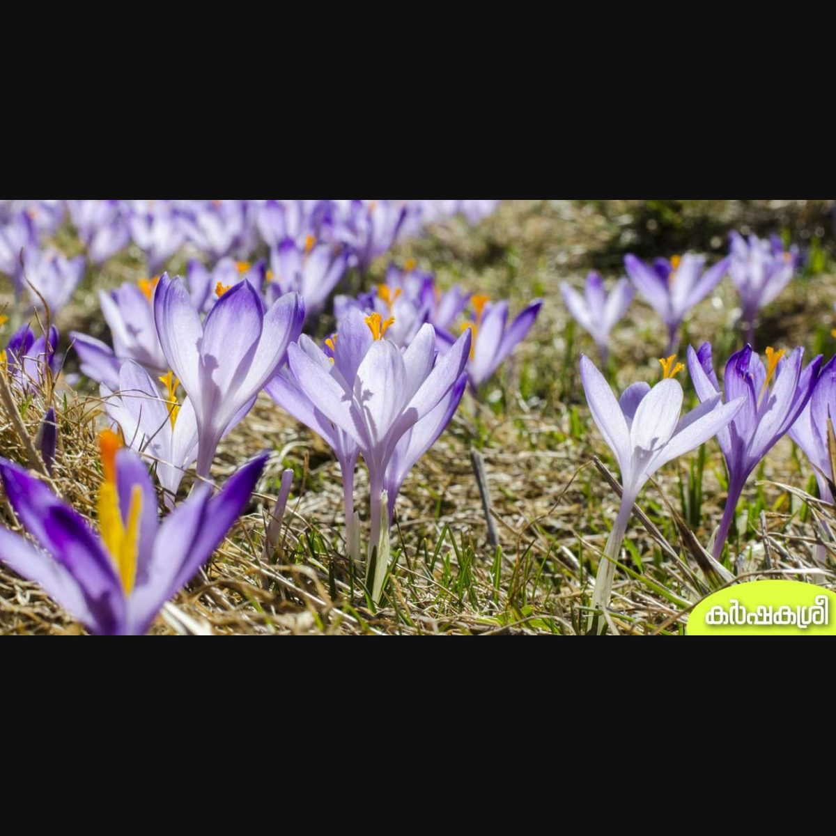 Saffron Flower Meaning In Malayalam Best Flower Site