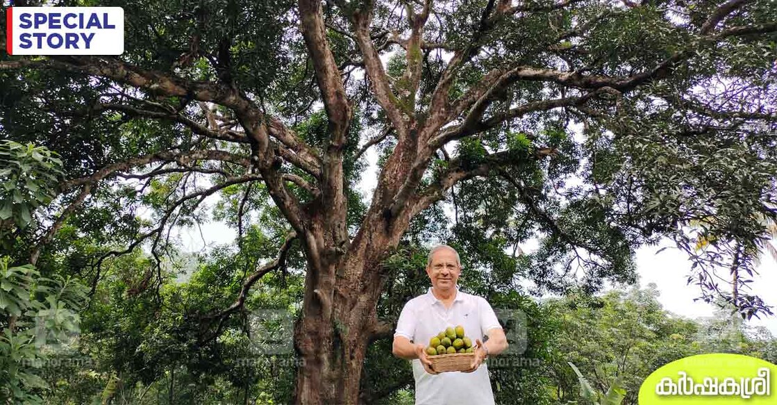 oldest-mango-tree-2