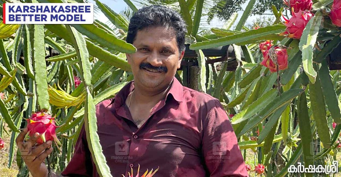 alex-1 അലക്സ് ഡ്രാഗൺഫ്രൂട്ട് തോട്ടത്തിൽ (ചിത്രം: കർഷകശ്രീ)