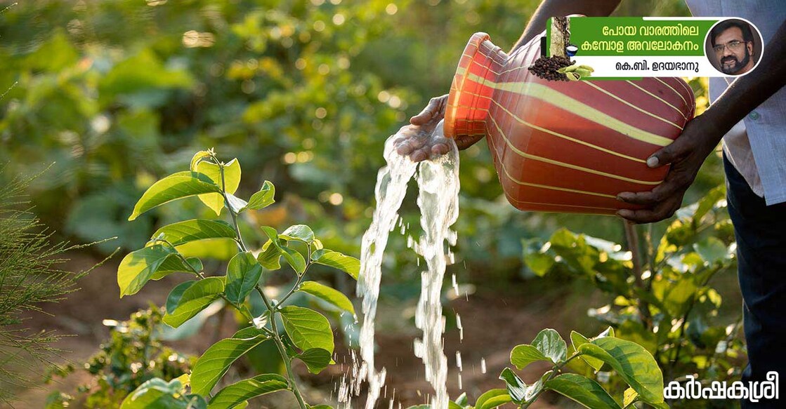 Watering from plastic watering can on the garden. Image credit: VSanandhakrishna/iStockPhoto