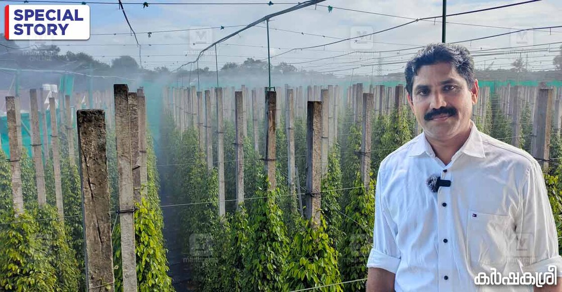 പീറ്ററും കുരുമുളകു തോട്ടവും. ചിത്രം∙ ഐബിൻ കാണ്ടാവനം/കർഷകശ്രീ