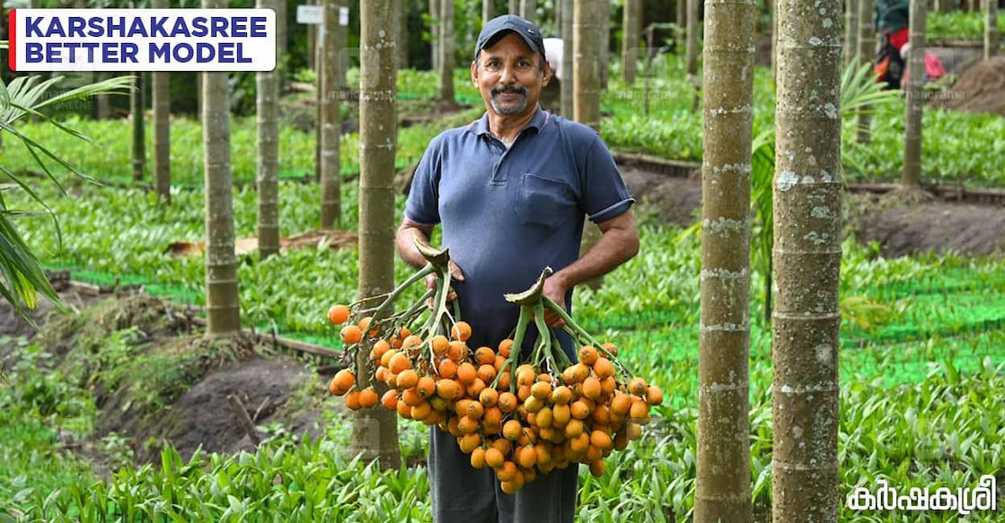 marayur-arecanut-1