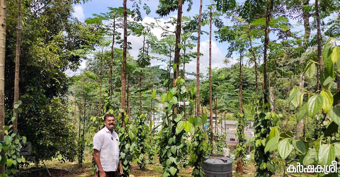 black-pepper-thankachan തങ്കച്ചൻ കൃഷിയിടത്തിൽ. ഫോട്ടോ∙ കർഷകശ്രീ