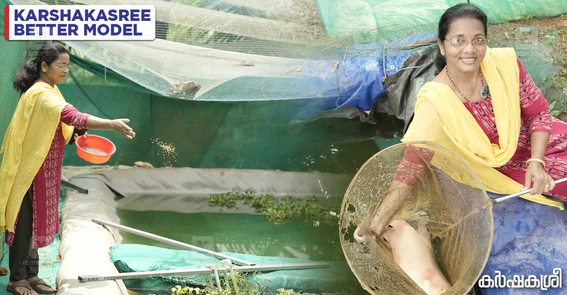 giant-gourami-laisamma giant-gourami-laisamma