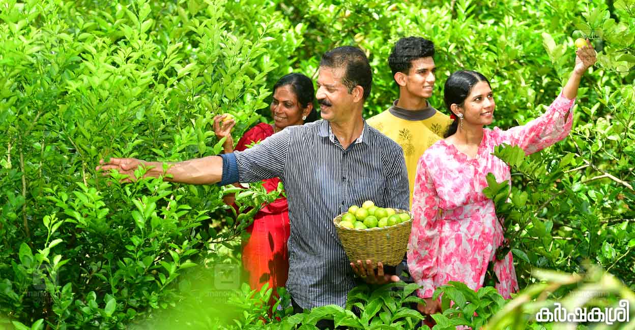 rajan-lemon-1 രാജനും കുടുംബാംഗങ്ങളും തോട്ടത്തിൽ. ചിത്രങ്ങൾ: അരവിന്ദ് ബാല∙ മനോരമ