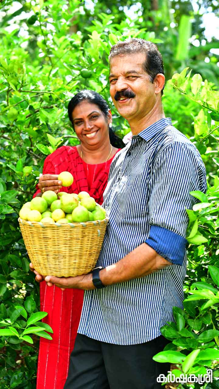 rajan-lemon-3 rajan-lemon-3