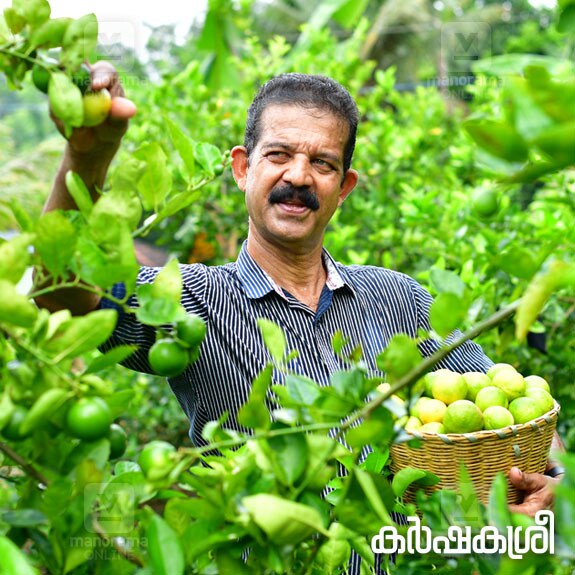 rajan-lemon-sq rajan-lemon-sq