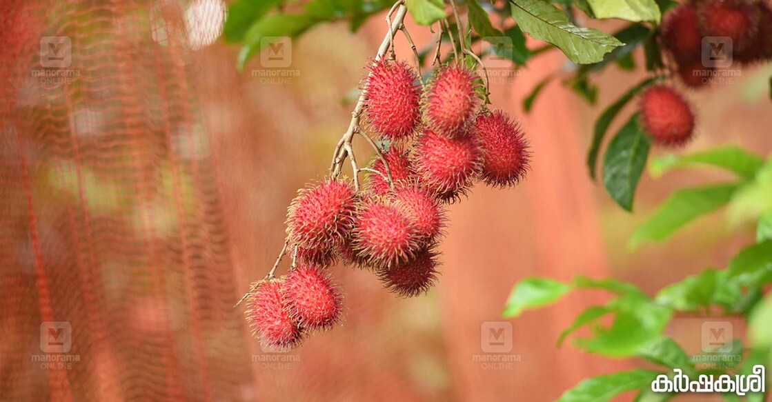 rambutan