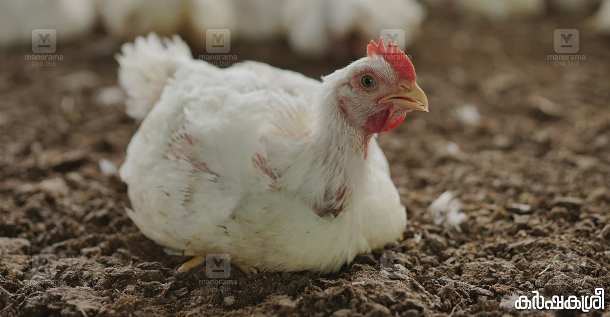 മലയാളി കഴിക്കുന്നത് ആഴ്ചയിൽ ഒരു കോടി കിലോ കോഴി; അശാസ്‌ത്രീയ കണ്ടെത്തലുകൾ പരക്കുമ്പോൾ സംഭവിക്കുന്നത്
