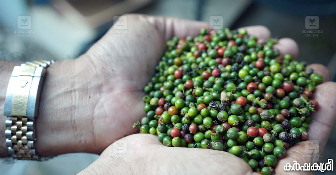 black-pepper-peter-6 black-pepper-peter-6