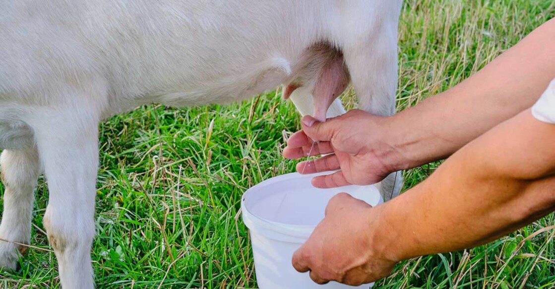 goat-milk Representational image: Irina Kononova/Shutterstock