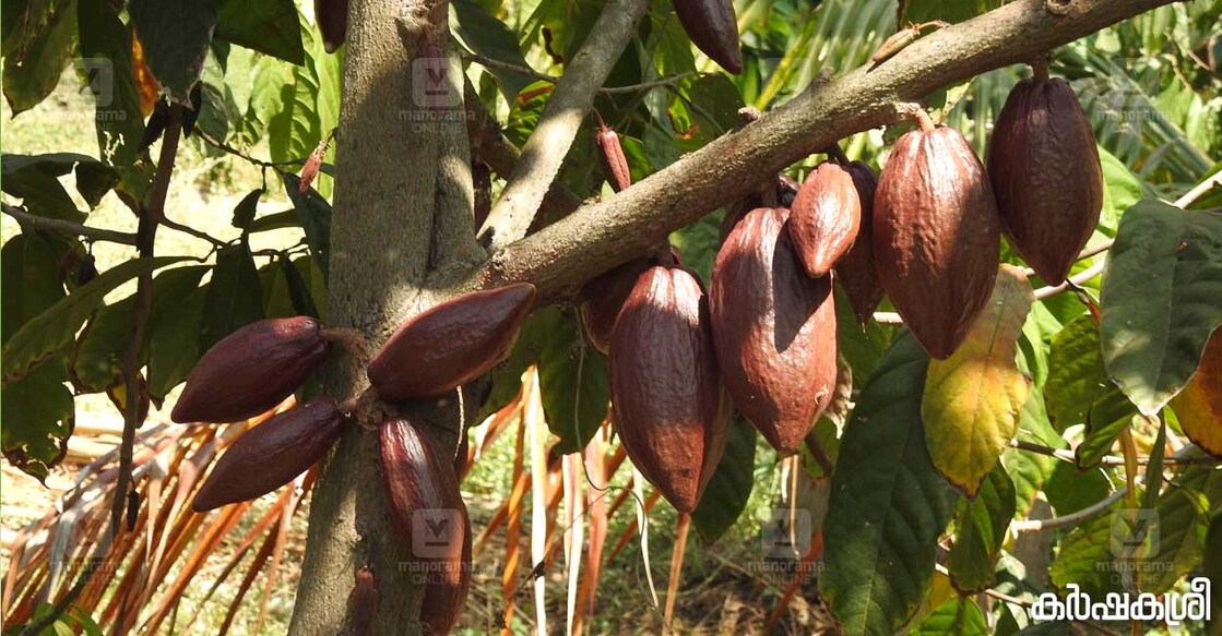 cocoa-chempotty-4 cocoa-chempotty-4