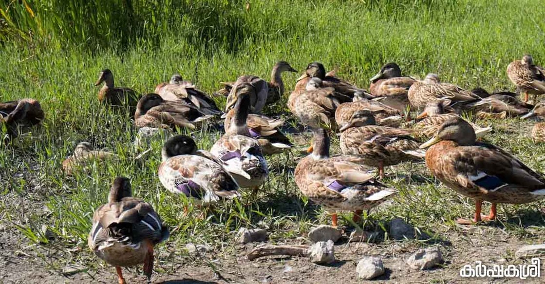 duck-1 Representational image