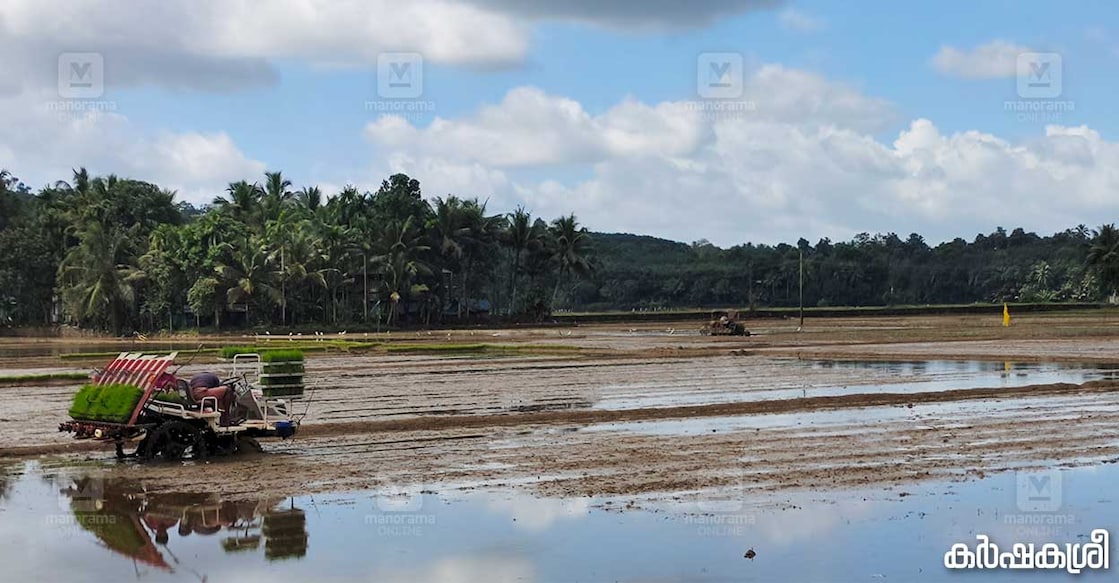 paddy-land