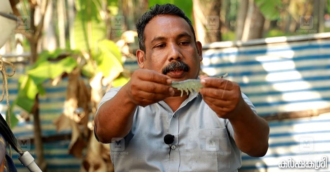 shajil-fish-farmer-1 ഷജിൽ വനാമിച്ചെമ്മീനുമായി