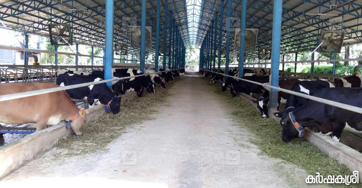 dairy-farm-feeder-cow dairy-farm-feeder-cow