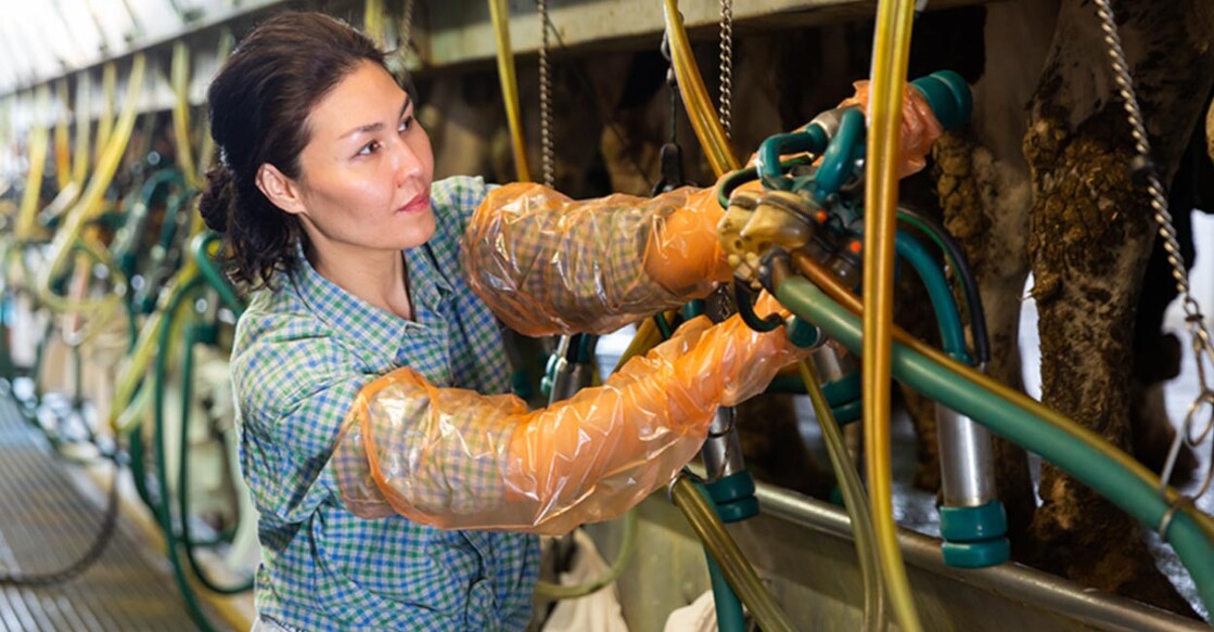 milking-parlor Image credit: BearFotos/ShutterStock