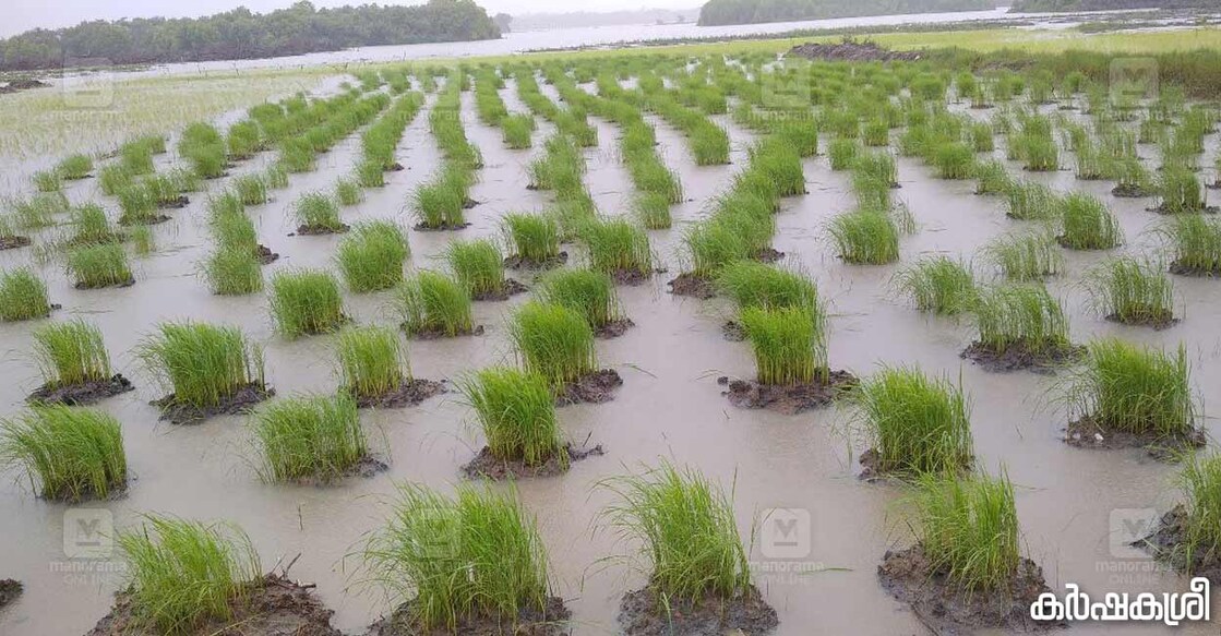 kaippad-paddy-1 കൈപ്പാട് കൃഷി